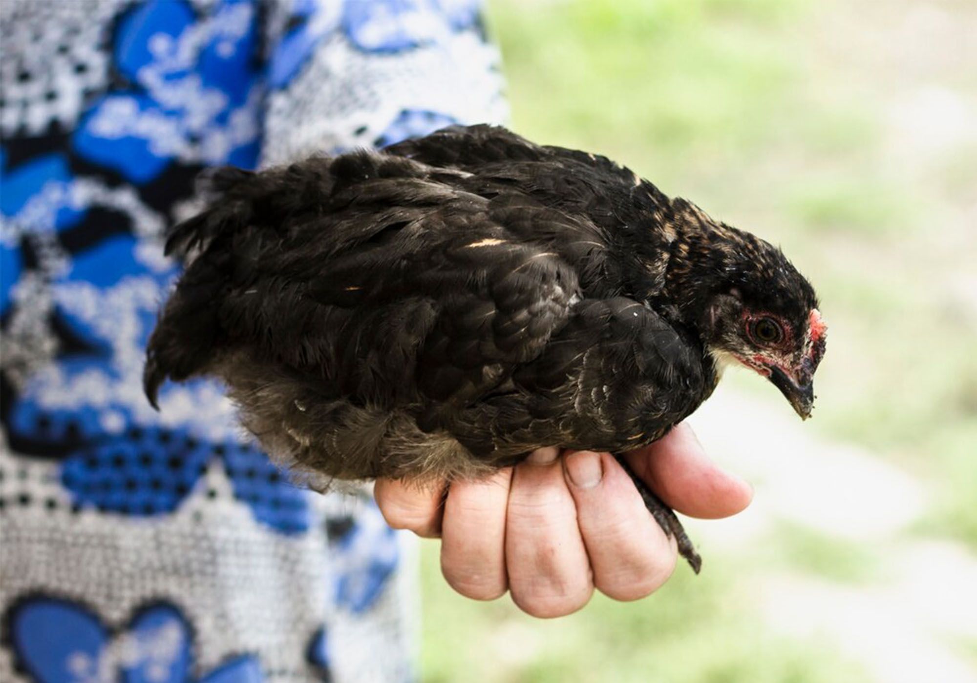bird flu infection from chicken