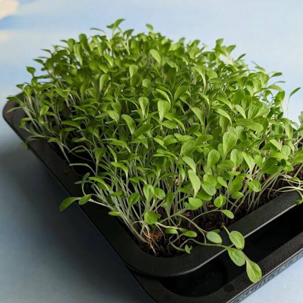 micro green type of green veggies