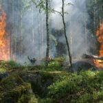 wild fire