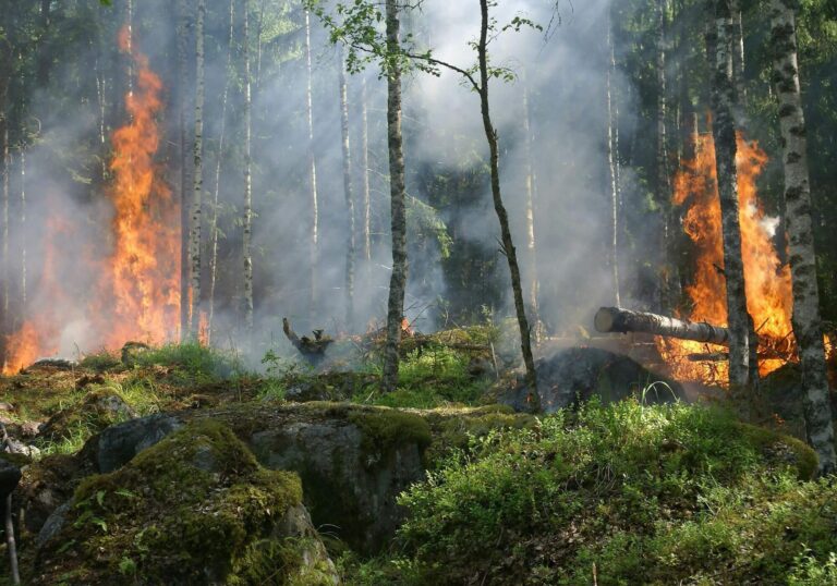wild fire