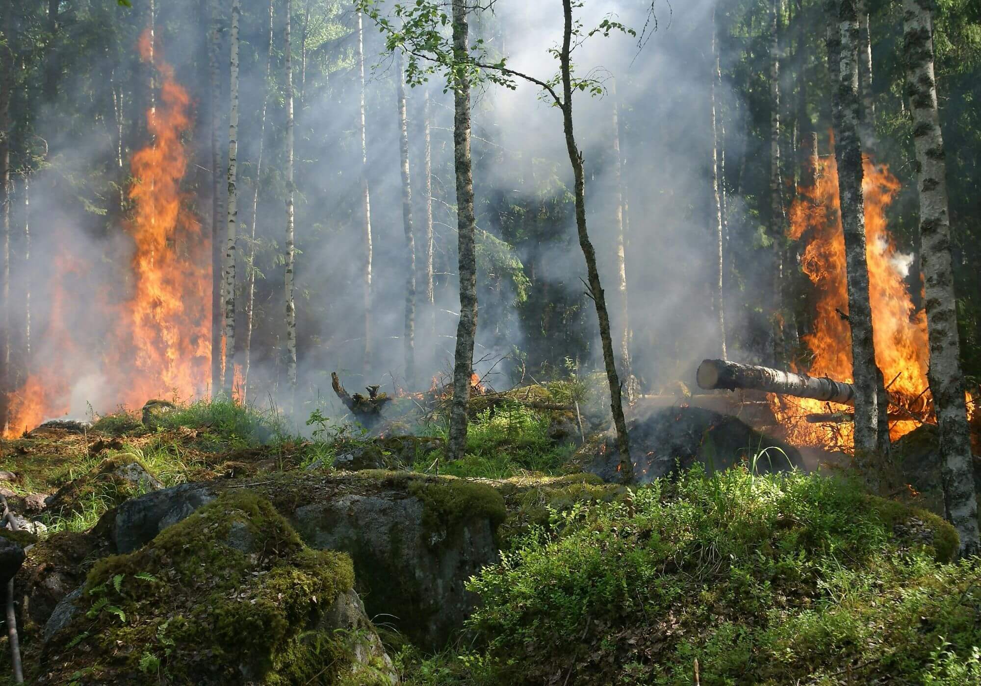 wild fire