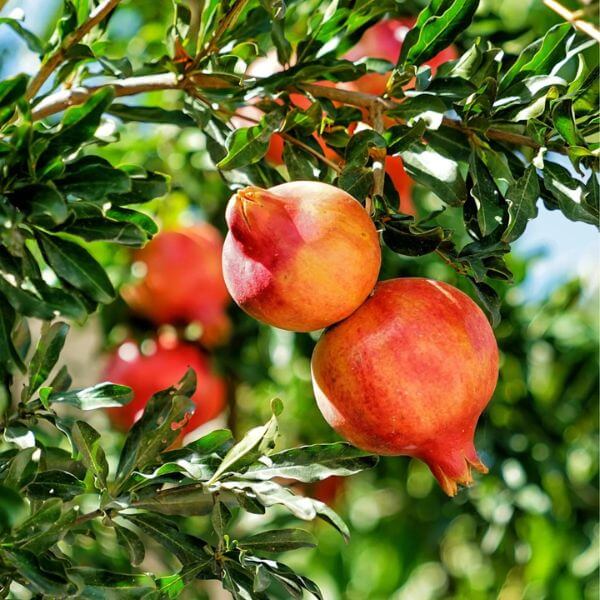 Pomegranate